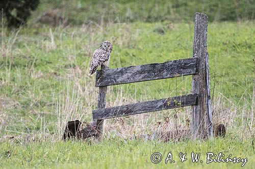 Puszczyk uralski, Strix uralensis