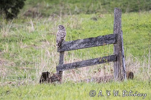 Puszczyk uralski, Strix uralensis