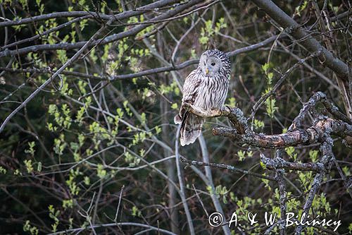 Puszczyk uralski, Strix uralensis