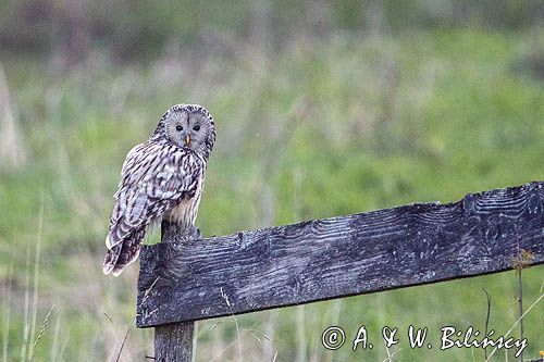 Puszczyk uralski, Strix uralensis