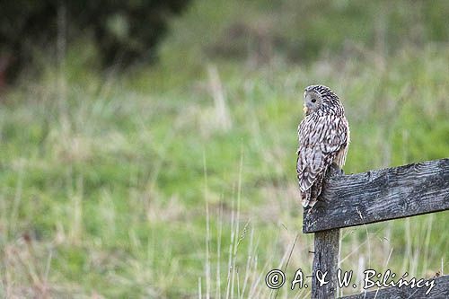 Puszczyk uralski, Strix uralensis