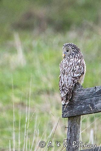 Puszczyk uralski, Strix uralensis