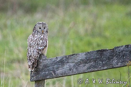 Puszczyk uralski, Strix uralensis