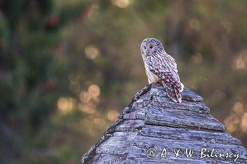 Puszczyk uralski, Strix uralensis