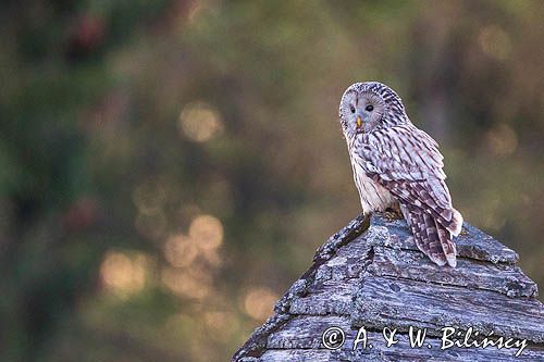 Puszczyk uralski, Strix uralensis