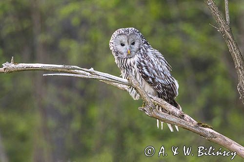 Puszczyk uralski, Strix uralensis