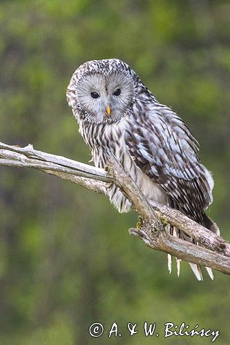 Puszczyk uralski, Strix uralensis