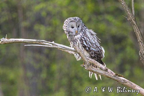 Puszczyk uralski, Strix uralensis