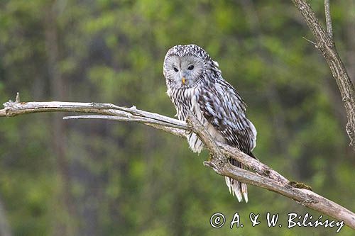 Puszczyk uralski, Strix uralensis