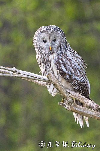 Puszczyk uralski, Ural owl, Strix uralensis, fot A&W Bilińscy, bank zdjęć, fotografia przyrodnicza