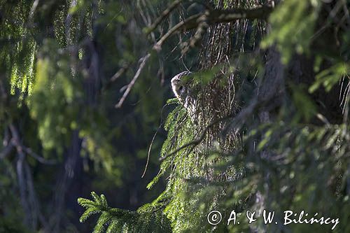 Puszczyk uralski, Strix uralensis