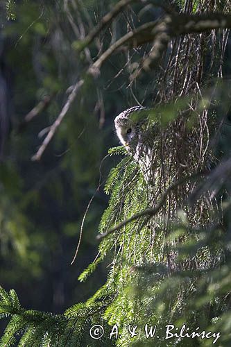 Puszczyk uralski, Strix uralensis