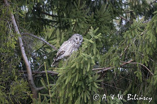 Puszczyk uralski, Strix uralensis