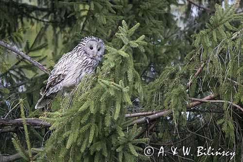 Puszczyk uralski, Strix uralensis