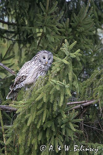 Puszczyk uralski, Strix uralensis