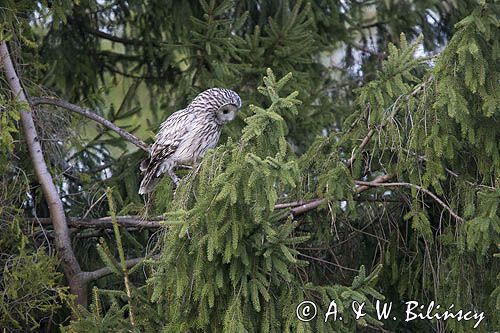 Puszczyk uralski, Strix uralensis