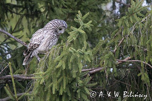 Puszczyk uralski, Strix uralensis