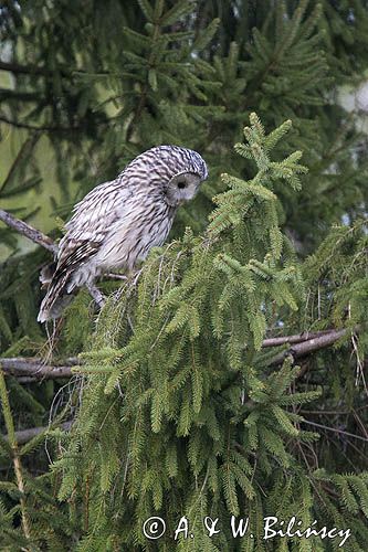 Puszczyk uralski, Strix uralensis