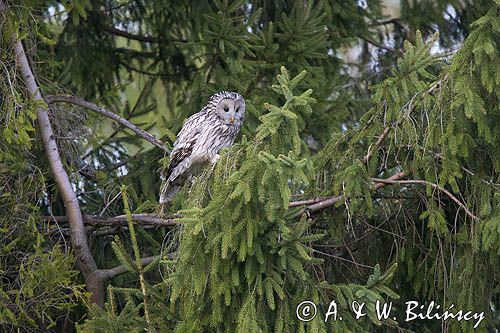 Puszczyk uralski, Strix uralensis