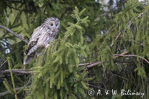 Puszczyk uralski, Strix uralensis