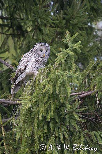 Puszczyk uralski, Strix uralensis