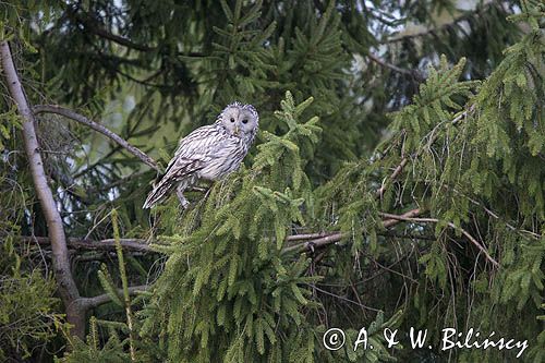 Puszczyk uralski, Strix uralensis