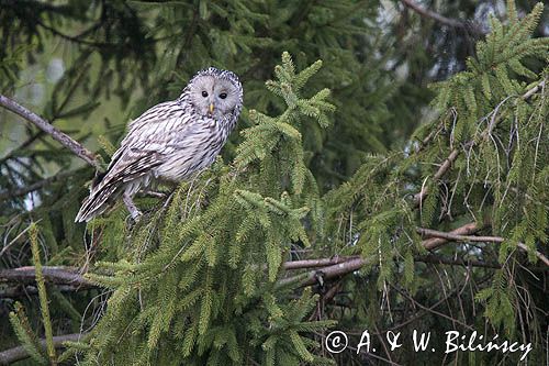 Puszczyk uralski, Strix uralensis