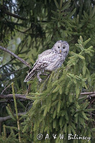 Puszczyk uralski, Strix uralensis