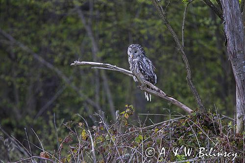 Puszczyk uralski, Strix uralensis