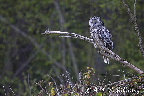 Puszczyk uralski, Strix uralensis