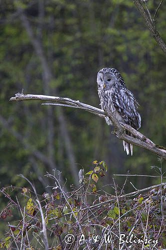 Puszczyk uralski, Strix uralensis