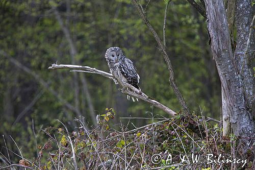 Puszczyk uralski, Strix uralensis