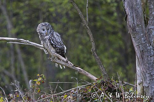 Puszczyk uralski, Strix uralensis