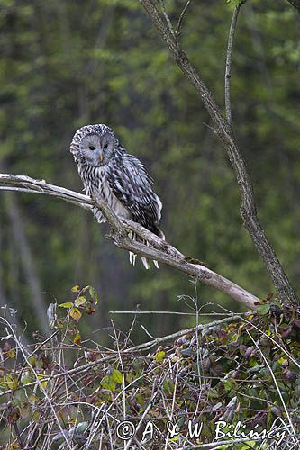 Puszczyk uralski, Strix uralensis