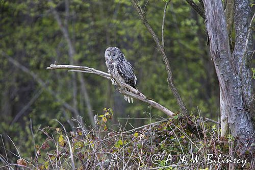 Puszczyk uralski, Strix uralensis