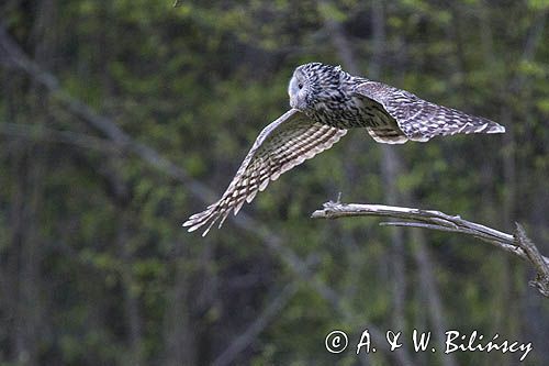 Puszczyk uralski, Strix uralensis