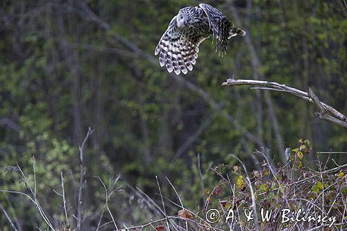 Puszczyk uralski, Strix uralensis