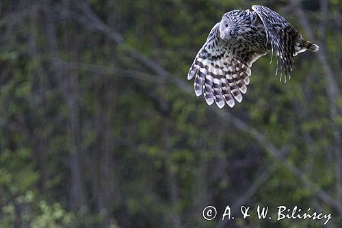 Puszczyk uralski, Strix uralensis