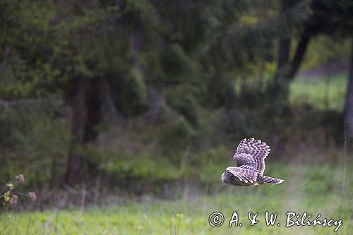 Puszczyk uralski, Strix uralensis