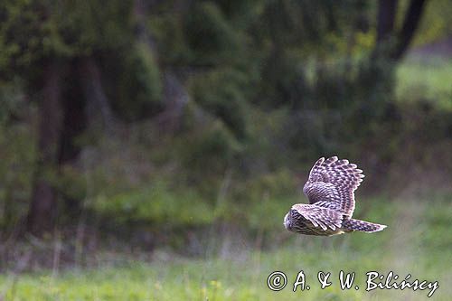 Puszczyk uralski, Strix uralensis