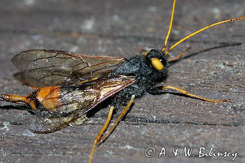 Trzpiennik olbrzym, Urocerus gigas, The Giant Woodwasp, Banded Horntail, or Greater Horntail