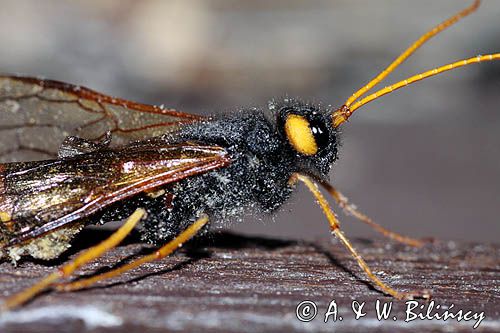 Trzpiennik olbrzym, Urocerus gigas, The Giant Woodwasp, Banded Horntail, or Greater Horntail