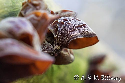 Uszak bzowy, Auricularia auricula-judae, na bzie czarnym, Bieszczady