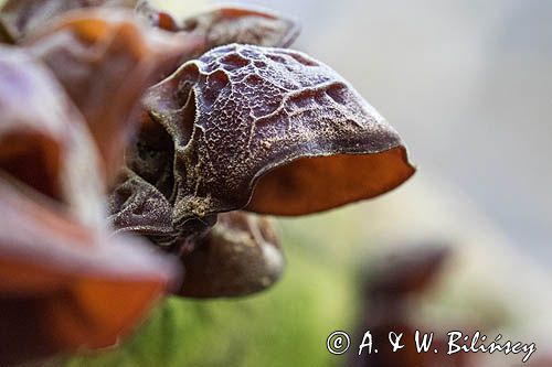 Uszak bzowy, Auricularia auricula-judae, na bzie czarnym, Bieszczady