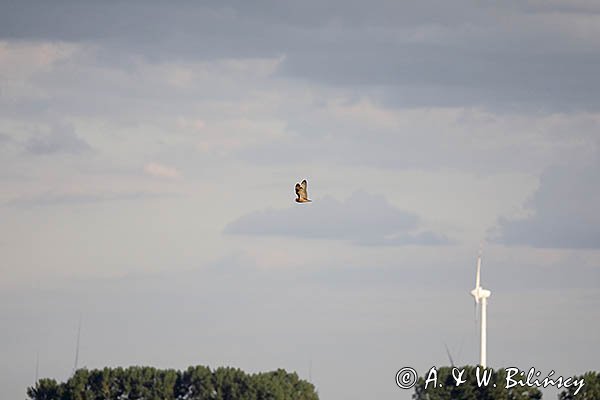 Uszatka błotna, sowa błotna, błotnica, Asio flammeus