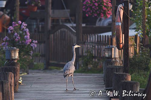 czapla siwa Ardea cinerea) na pomoście, port jachtowy w Krummin na wyspie Uznam, Niemcy