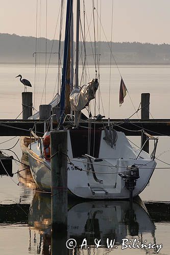 port jachtowy i siedząca czapla siwa Ardea cinerea) w Krummin na wyspie Uznam, Niemcy