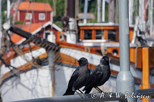 kawki, Coloeus monedula syn. corvus monedula, w porcie Valdemarsvik, Szwecja