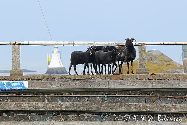 Owce w porcie na wyspie Vinga, Szwecja Zachodnia, Kattegat