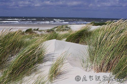 wydmy na wyspie Vlieland, Wyspy Fryzyjskie, Holandia, Waddensee, Morze Wattowe